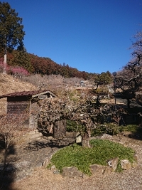 しだれ梅開花状況 2022/02/25 09:39:03