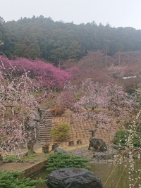 しだれ梅の開花状況 2022/03/22 09:33:06