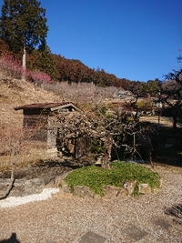 しだれ梅開花状況 2022/02/26 09:28:47