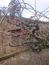 しだれ梅開花状況 2022/02/19 09:15:24