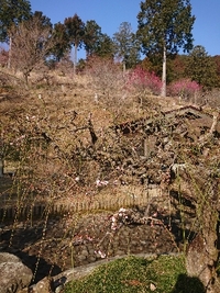 しだれ梅の開花状況 2021/02/21 09:45:35