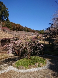 しだれ梅の開花状況 2022/03/15 09:47:19