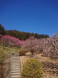 しだれ梅の開花状況 2022/03/24 09:30:39