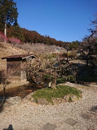 しだれ梅の開花状況 2021/02/20 09:19:10