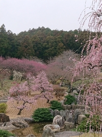 しだれ梅の開花状況 2022/03/18 09:11:31