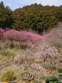 しだれ梅の開花状況 2021/03/16 09:59:40