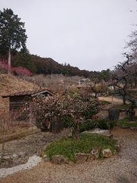 しだれ梅の開花状況 2022/03/09 09:20:24