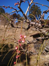 しだれ梅開花状況 2022/02/24 09:17:51