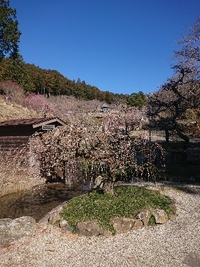 しだれ梅の開花状況 2021/03/15 09:56:17
