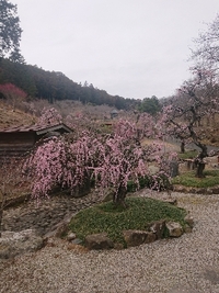 しだれ梅の開花状況 2021/03/05 09:03:30