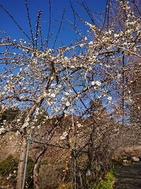しだれ梅開花状況 2022/02/23 09:06:16