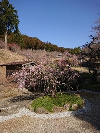 しだれ梅の開花状況 2022/03/16 09:14:36