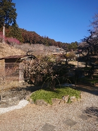 しだれ梅の開花状況 2022/03/06 09:46:53