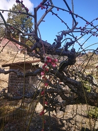 しだれ梅開花状況 2022/02/21 10:36:43