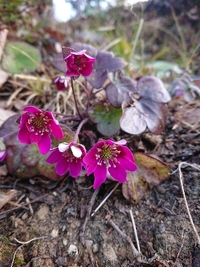 しだれ梅の開花状況 2021/02/28 09:11:48