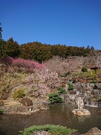 しだれ梅の開花状況 2021/03/14 09:22:04