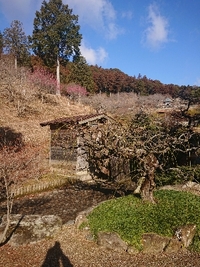 しだれ梅開花状況 2022/02/20 09:14:15