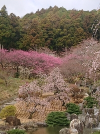 しだれ梅の開花状況 2022/03/23 09:09:20
