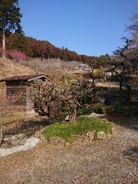 しだれ梅の開花状況 2022/03/02 10:07:52