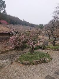 しだれ梅の開花状況 2021/02/26 09:13:42