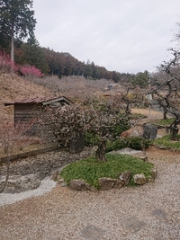 しだれ梅の開花状況 2022/03/01 09:54:26