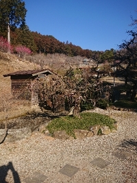 しだれ梅の開花状況 2021/02/22 09:04:09