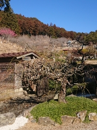 しだれ梅の開花状況 2022/02/28 09:56:08