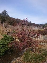 しだれ梅の開花状況 2021/02/27 09:12:25