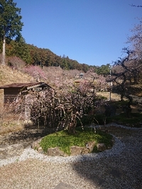 しだれ梅の開花状況 2022/03/20 09:09:02