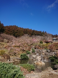 しだれ梅の開花状況 2021/03/03 09:09:55