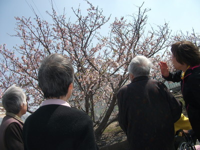 桜を見に行こう