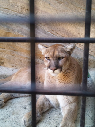 日本平動物園