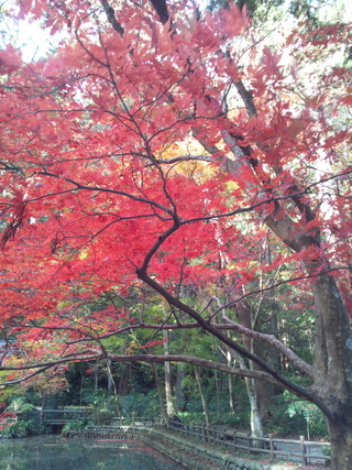 紅葉