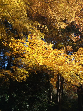 紅葉