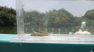 魚釣り！