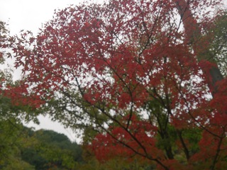 紅葉。