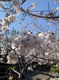 春なのに 2020/04/05 23:11:11