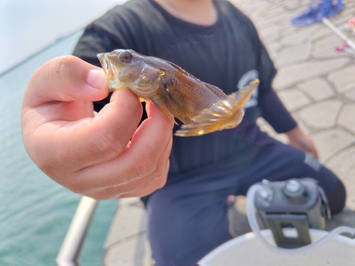 アジングで