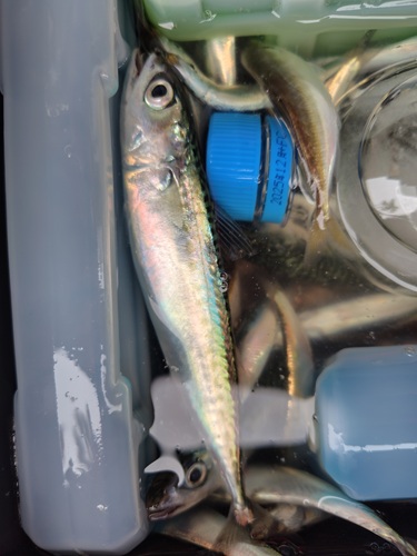 サビキ釣れる