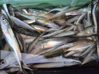 サビキ釣れる