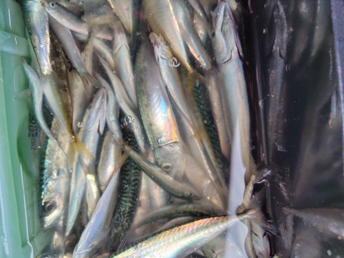 サビキ釣れる