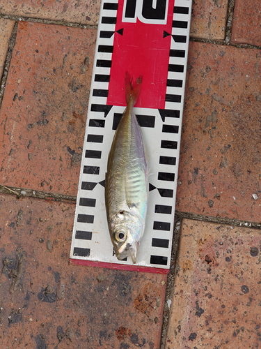 アジ12ｃｍ！！