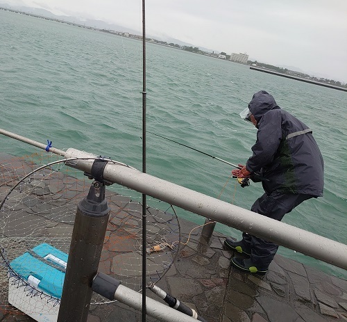 雨の泳がせで釣れたのは 今切ショップ 湖西市の釣具店