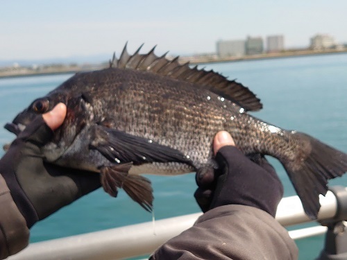 こんな大きい魚を 今切ショップ 湖西市の釣具店