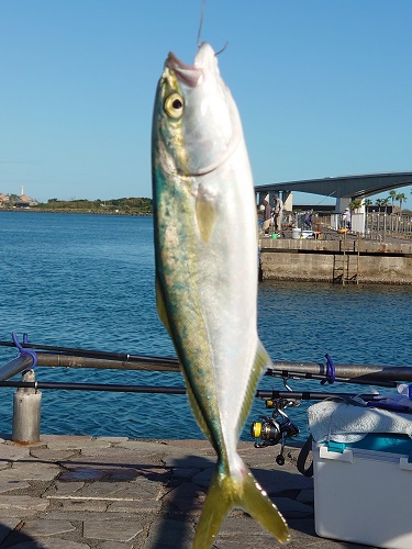 アブコ連日釣れてます！！