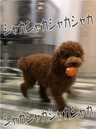 さくらちゃん☺