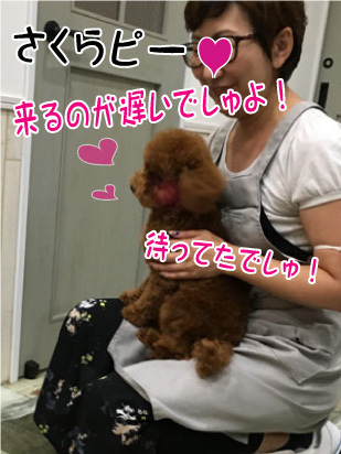 さくらちゃん☺
