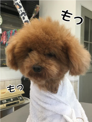 ジュリエット君☺