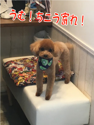 ジュリエット君☺