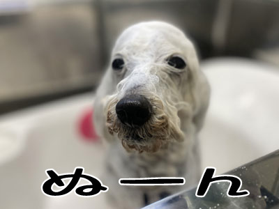 プル君＆リオン君☺